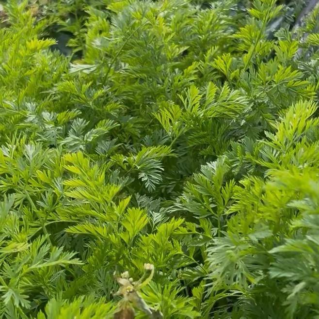 野山货分享