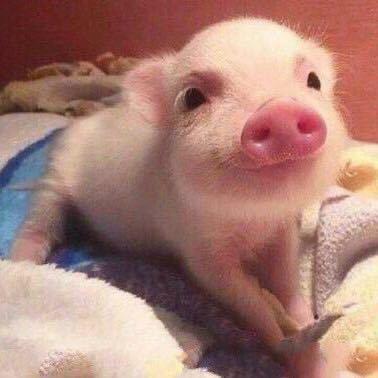 🐷猪GG