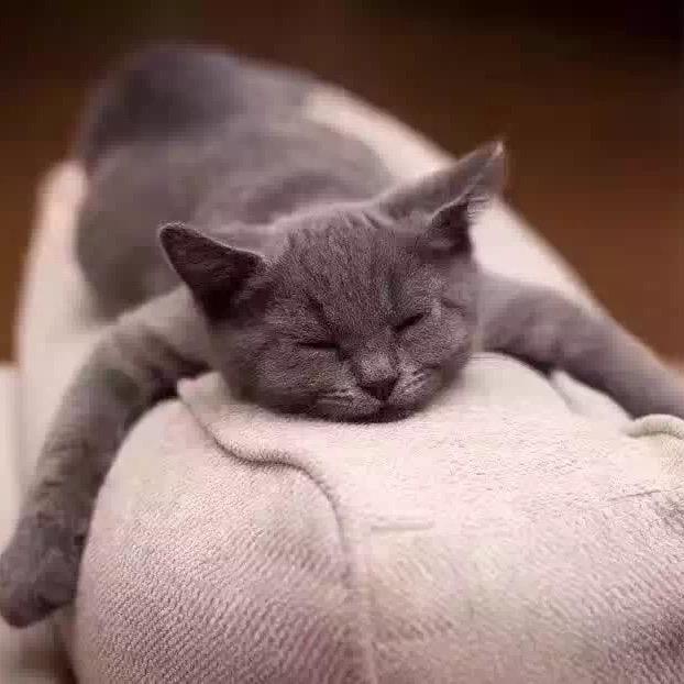 懒猫