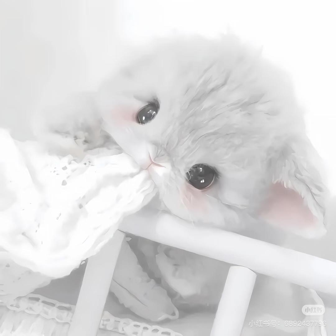 鸢