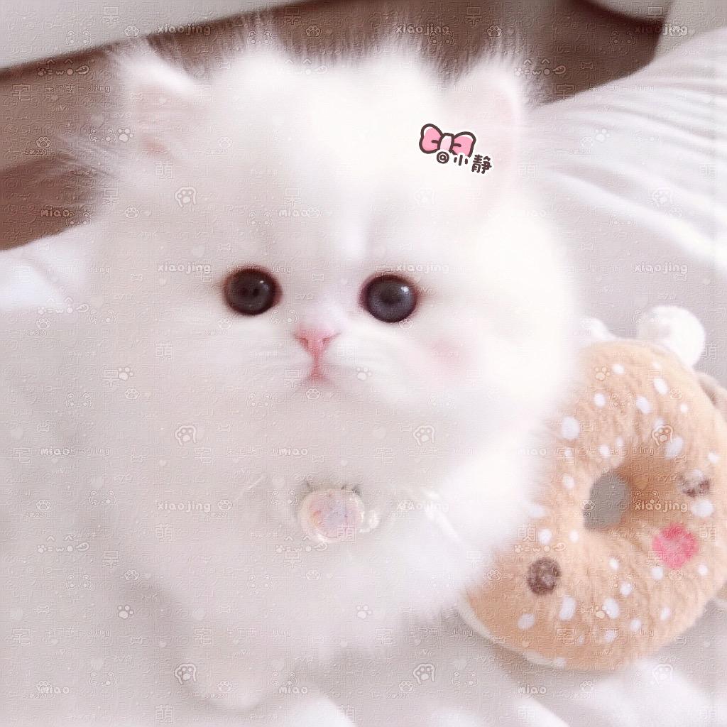 小小静