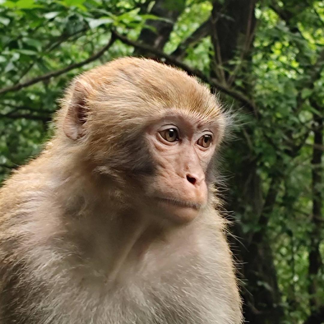猴潇洒