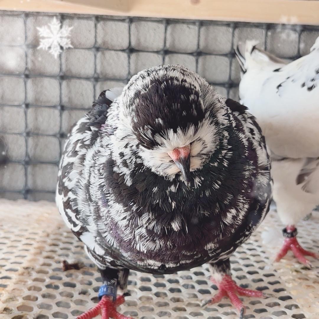 小韩养鸽