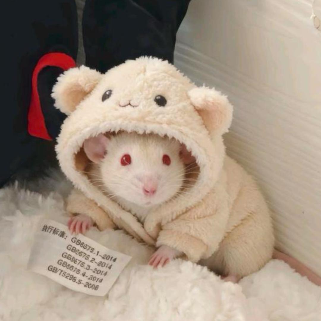 新月