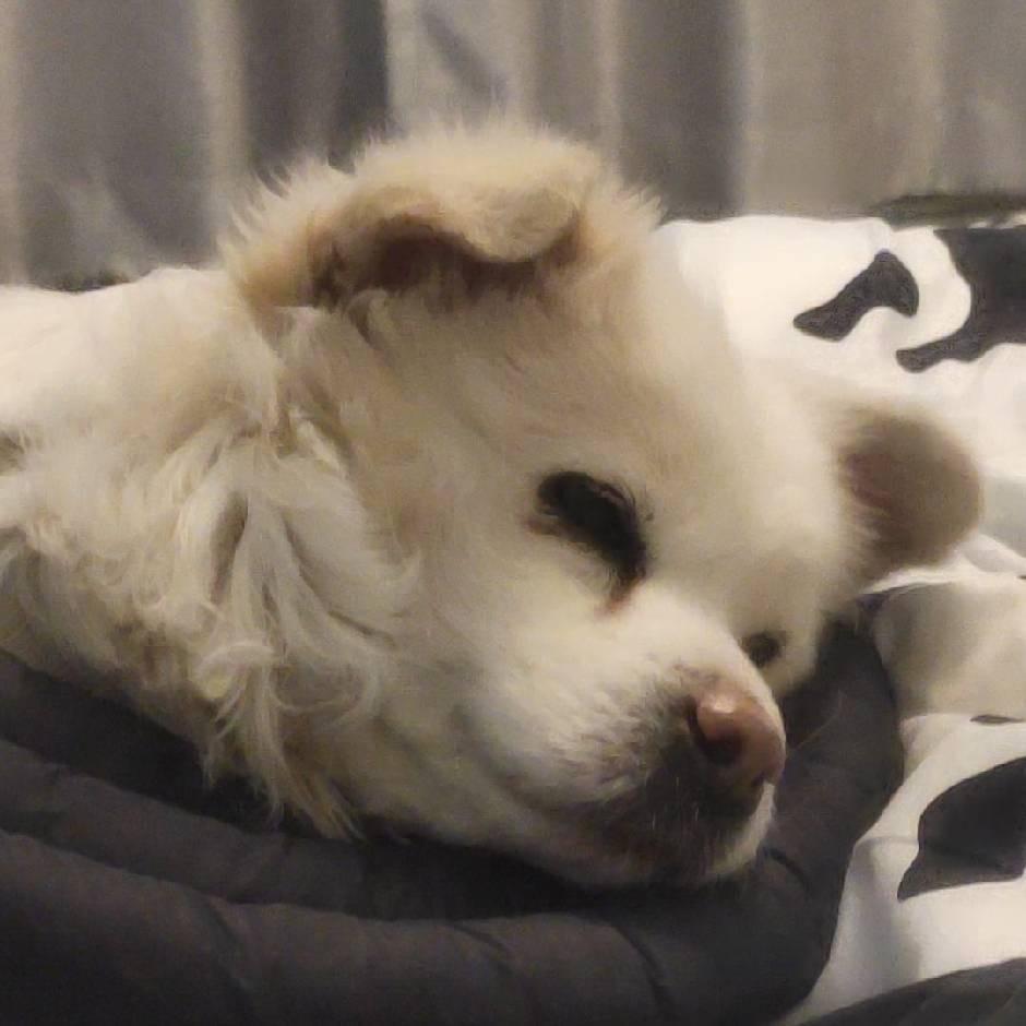 等凌晨日出（见过汪汪两次版）