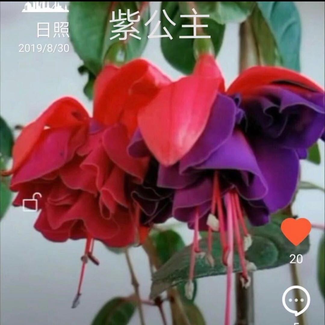 日照（爱花的张）