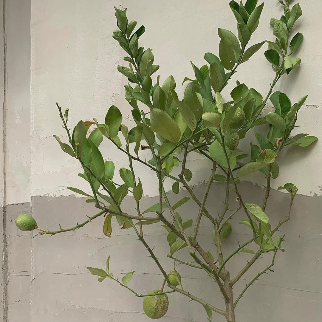苍苍