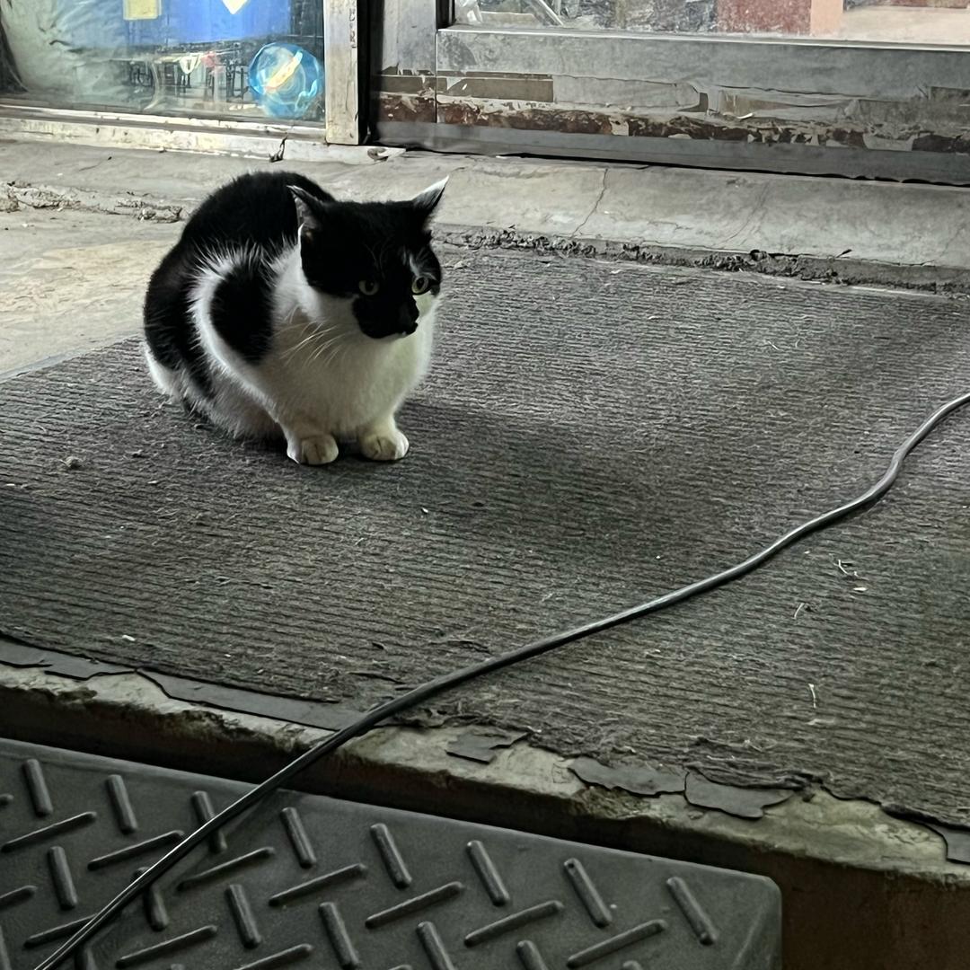 小爱!