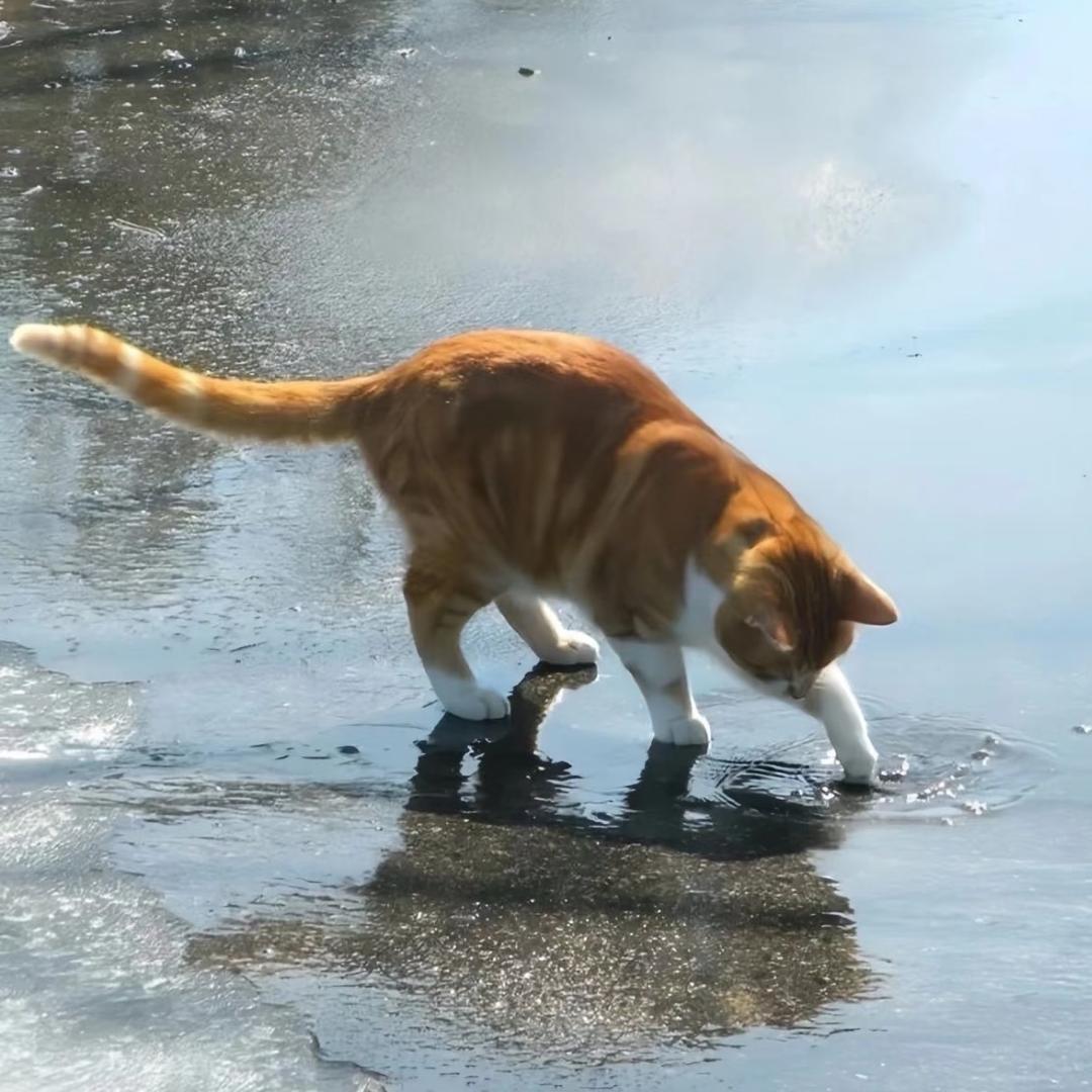 阿莫