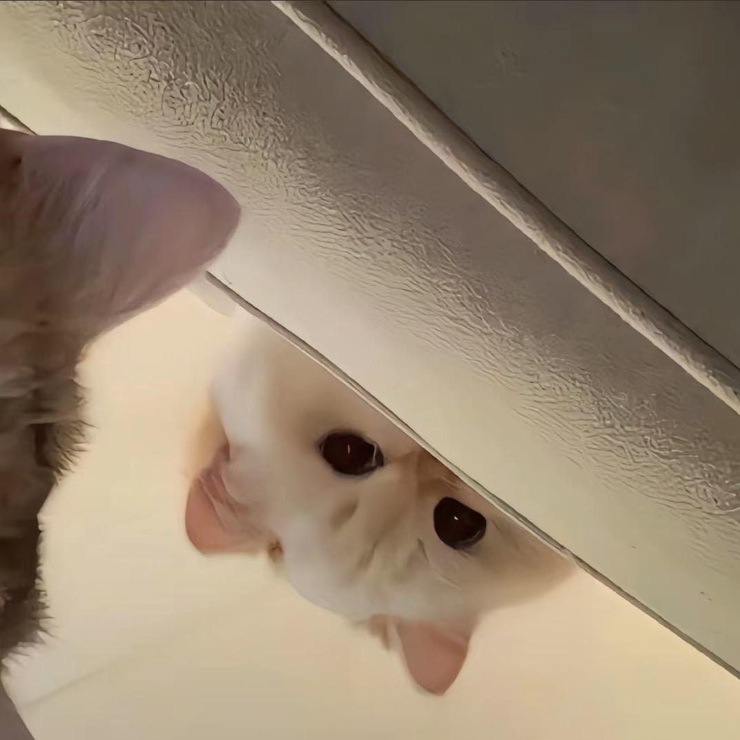 A专业养鸡场王姐