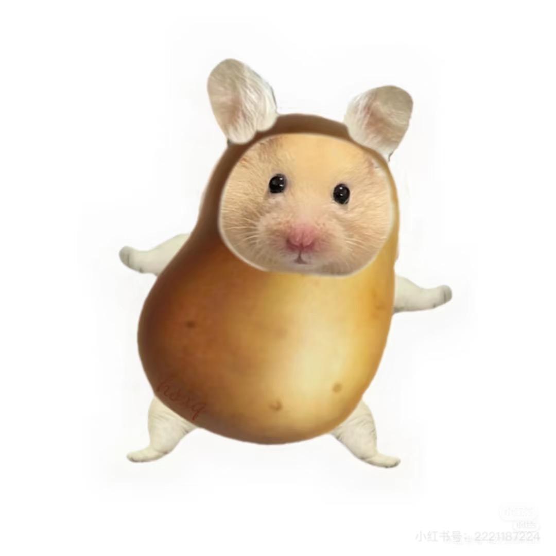 米子大酱！🐹