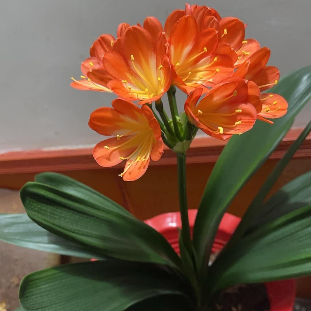 小江子