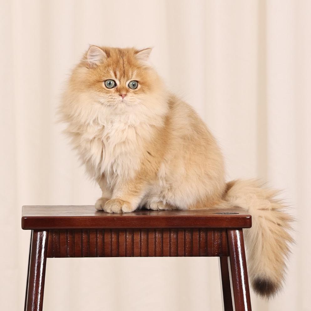 金渐层和狸三花