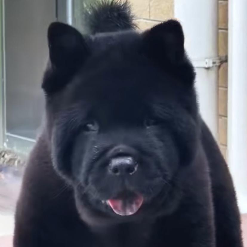 广西 小哥 五黑犬