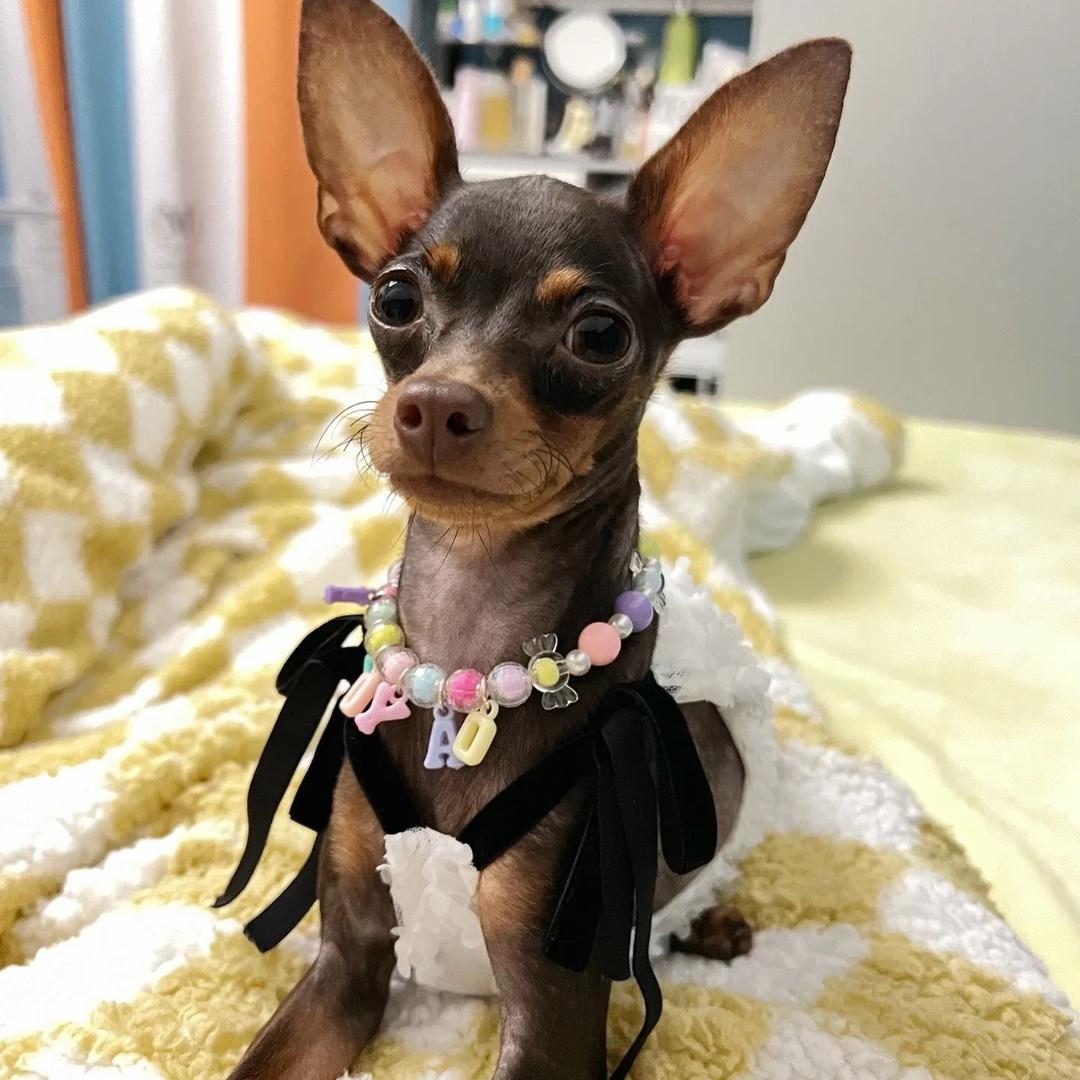 小鹿小鹿犬