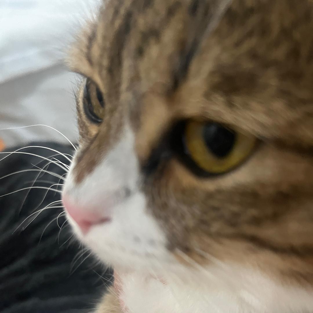狮子有点胖