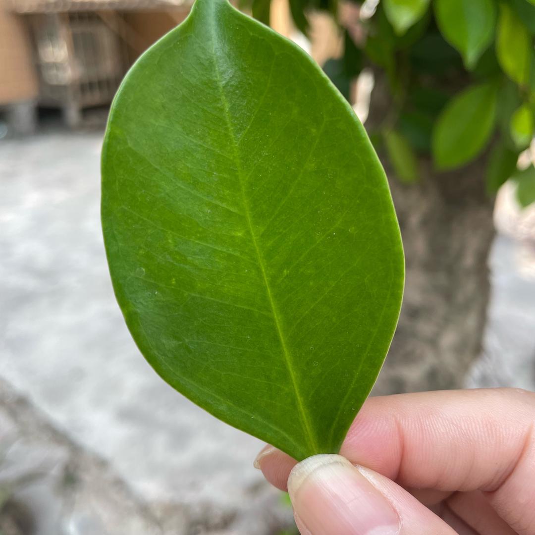 情非得已