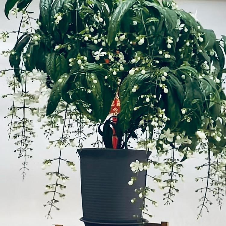 月光落在左手上