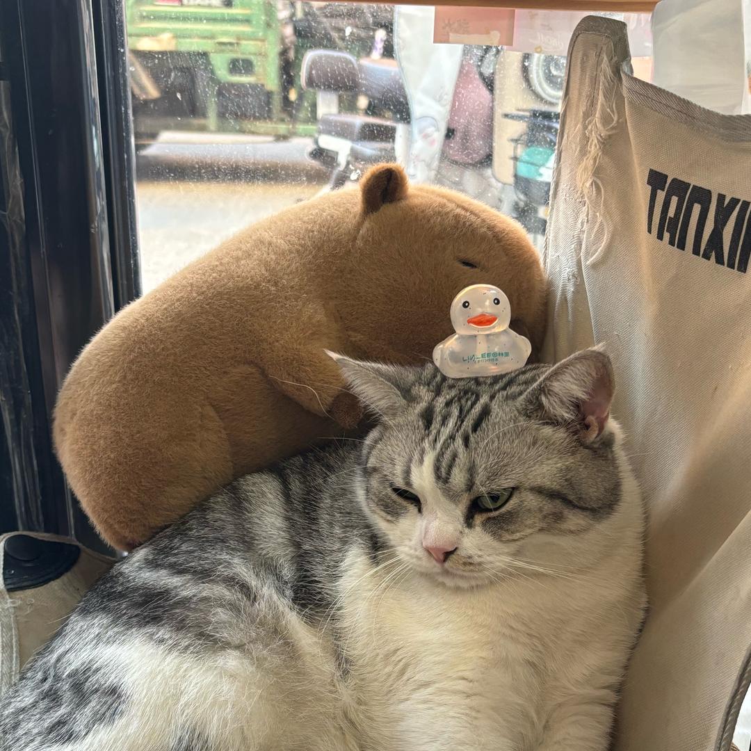 卡皮不吧啦🐱