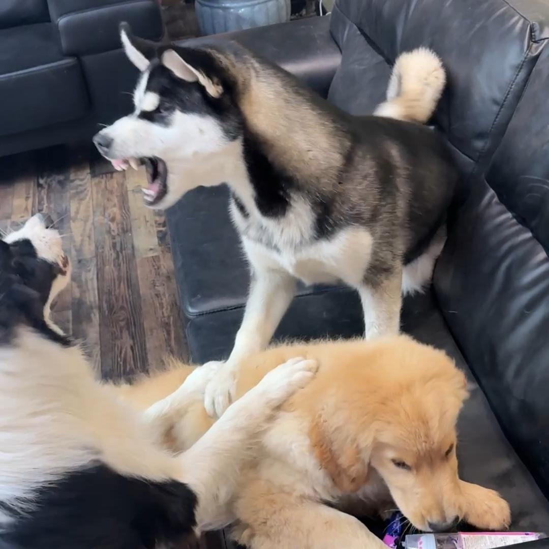 大吉大利和旺仔乌拉