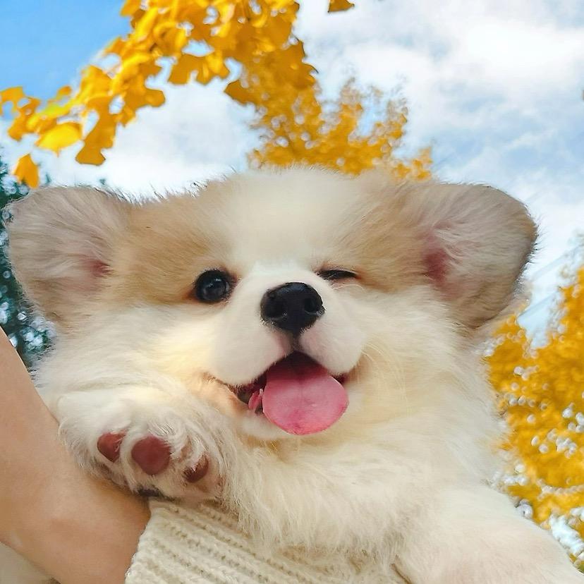 六六犬舍—研究生