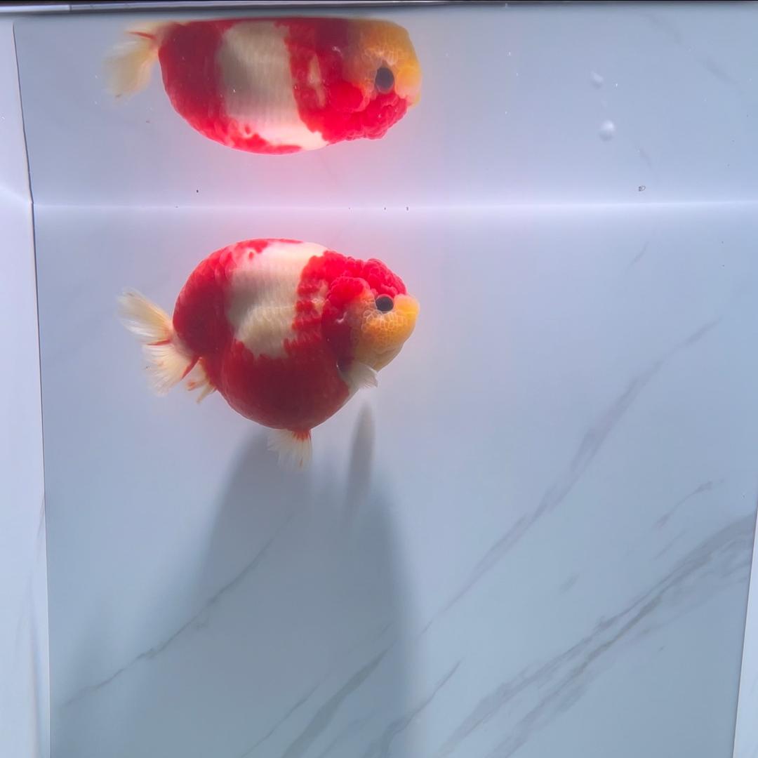 水里游的企业店