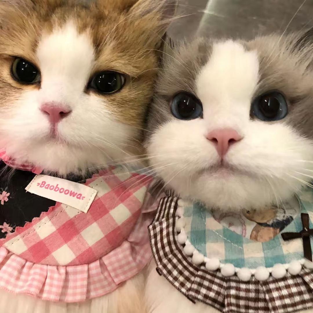 好运猫屋