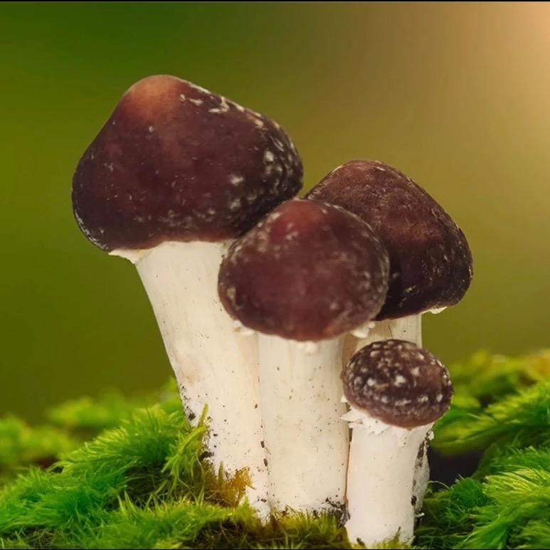 蒙蒙子爱分享