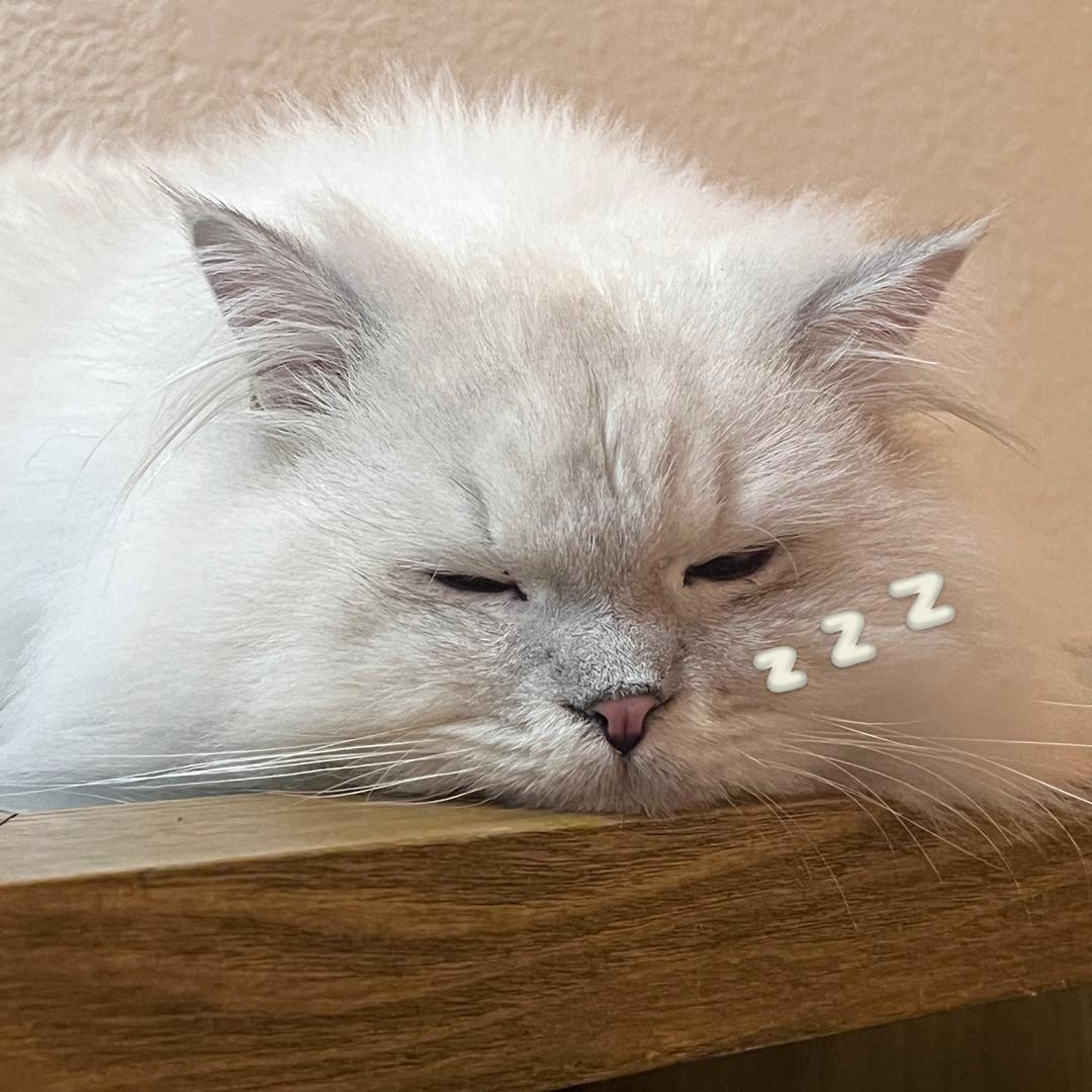 一只特立独行的咪