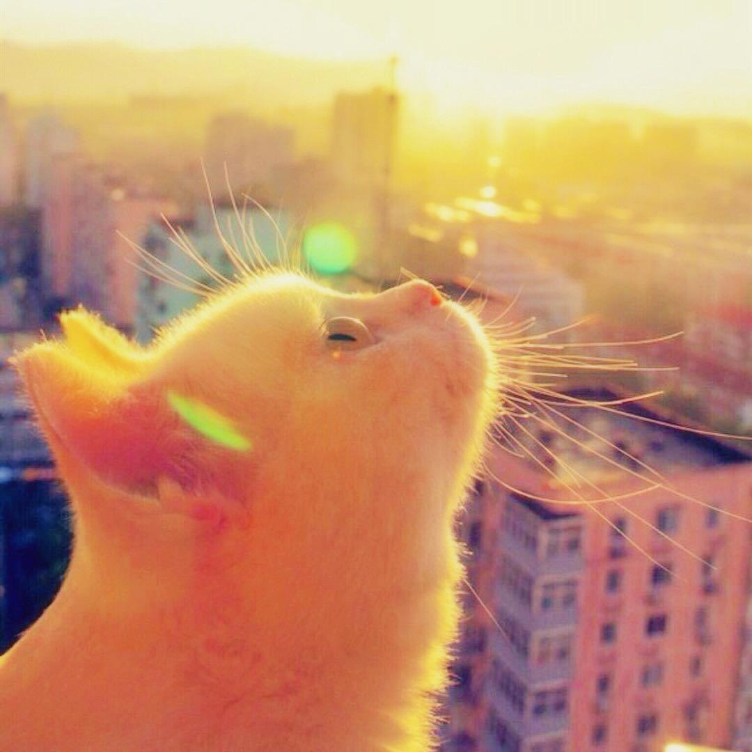 主教
