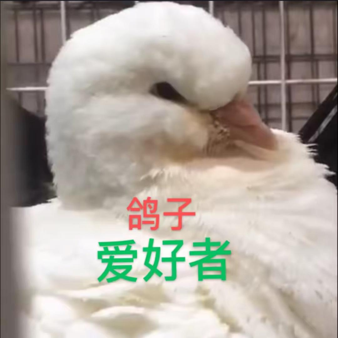 永乐🇨🇳网红鸽