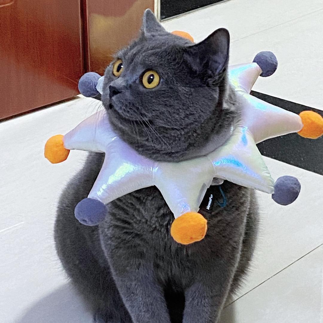 zcy-----猪猪