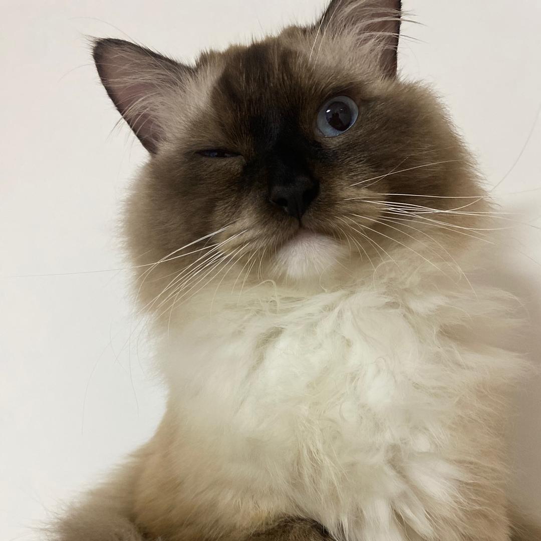 爱吃猫条的王富贵