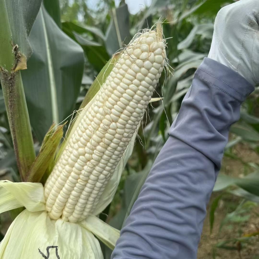 青 争 玉米妹🌽