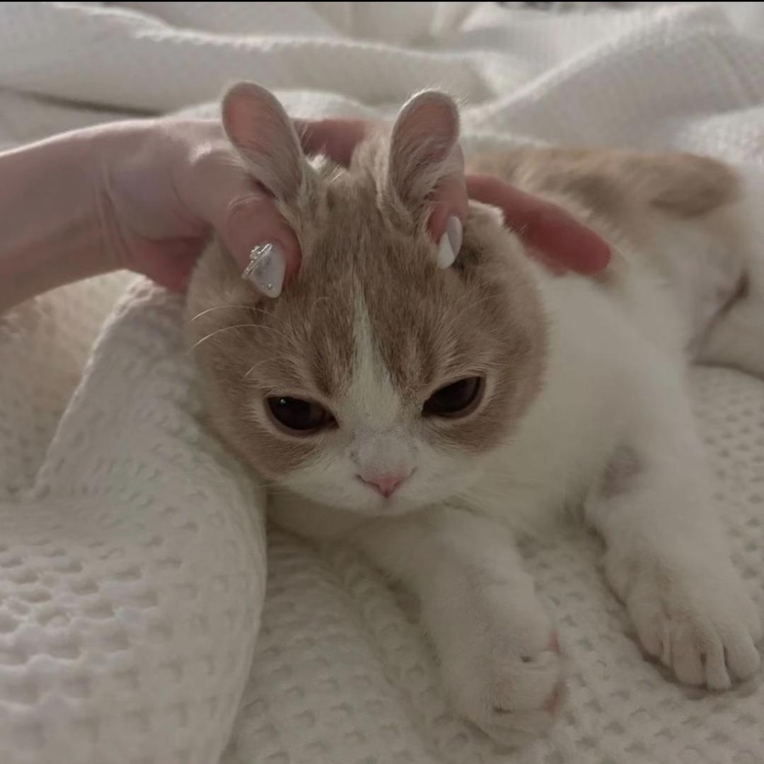 想变成一只兔子