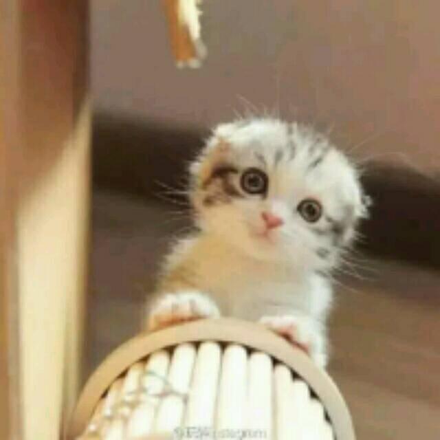 你的KK