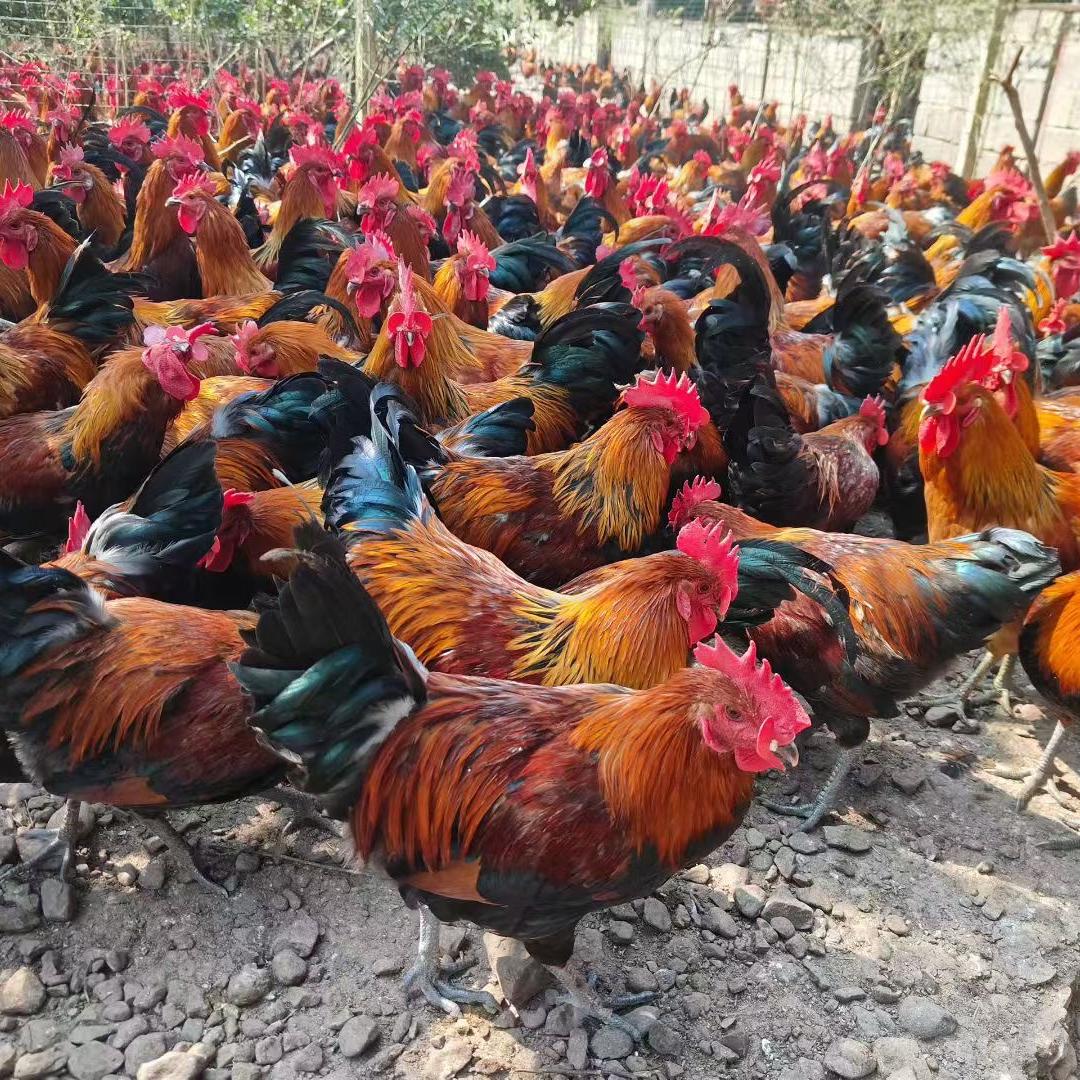 沙棘小伙，收购农副产品