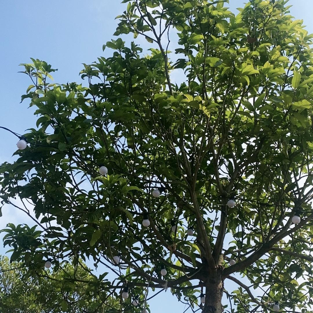 Huang小敏