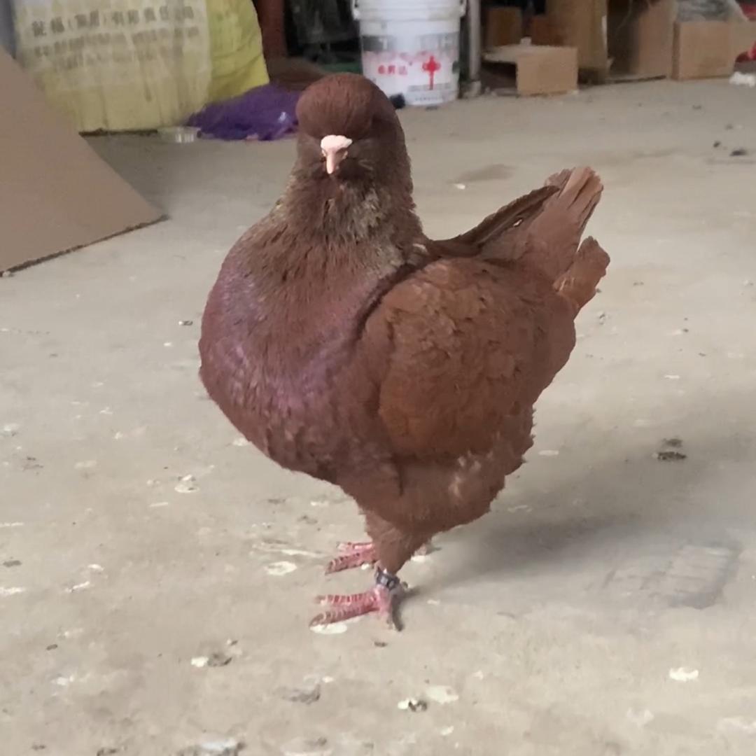 水城生鲜鸽业