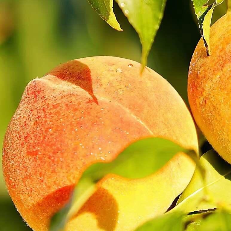 桃子采摘——吴海龙