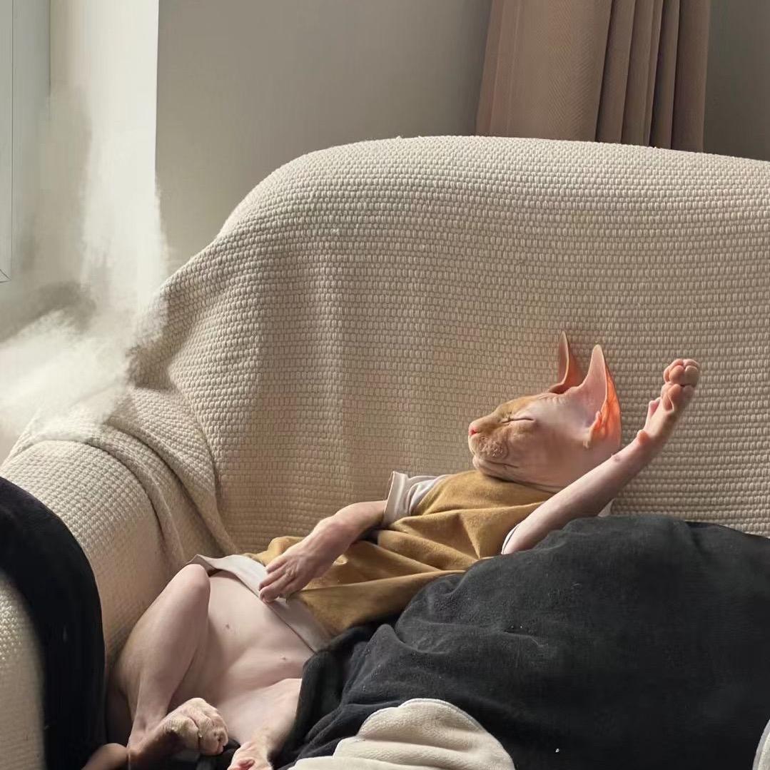 屋顶上的猫