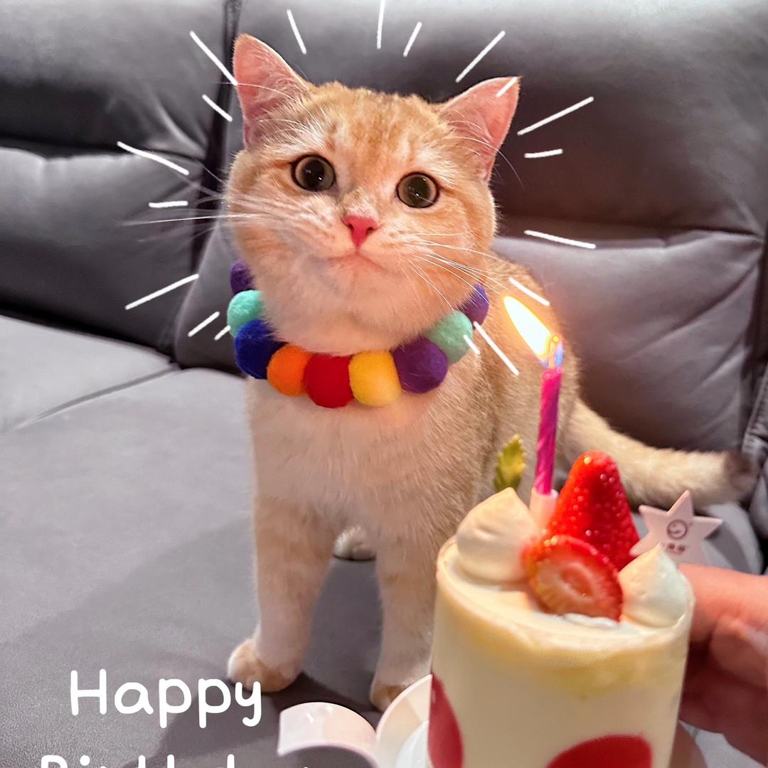 百万是只猪咪
