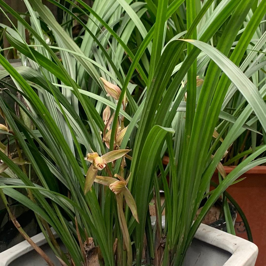 小草