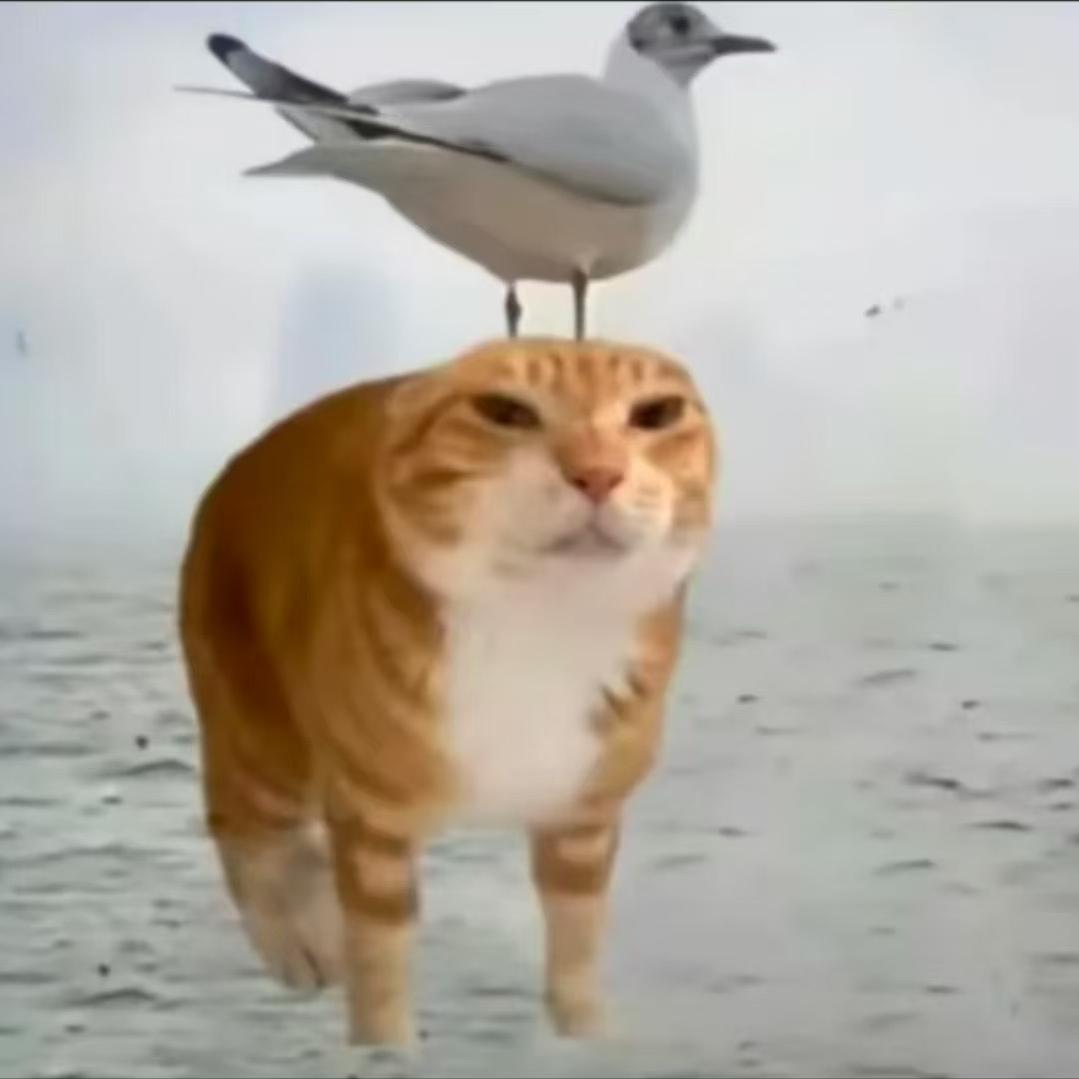 猫鸽拆卡