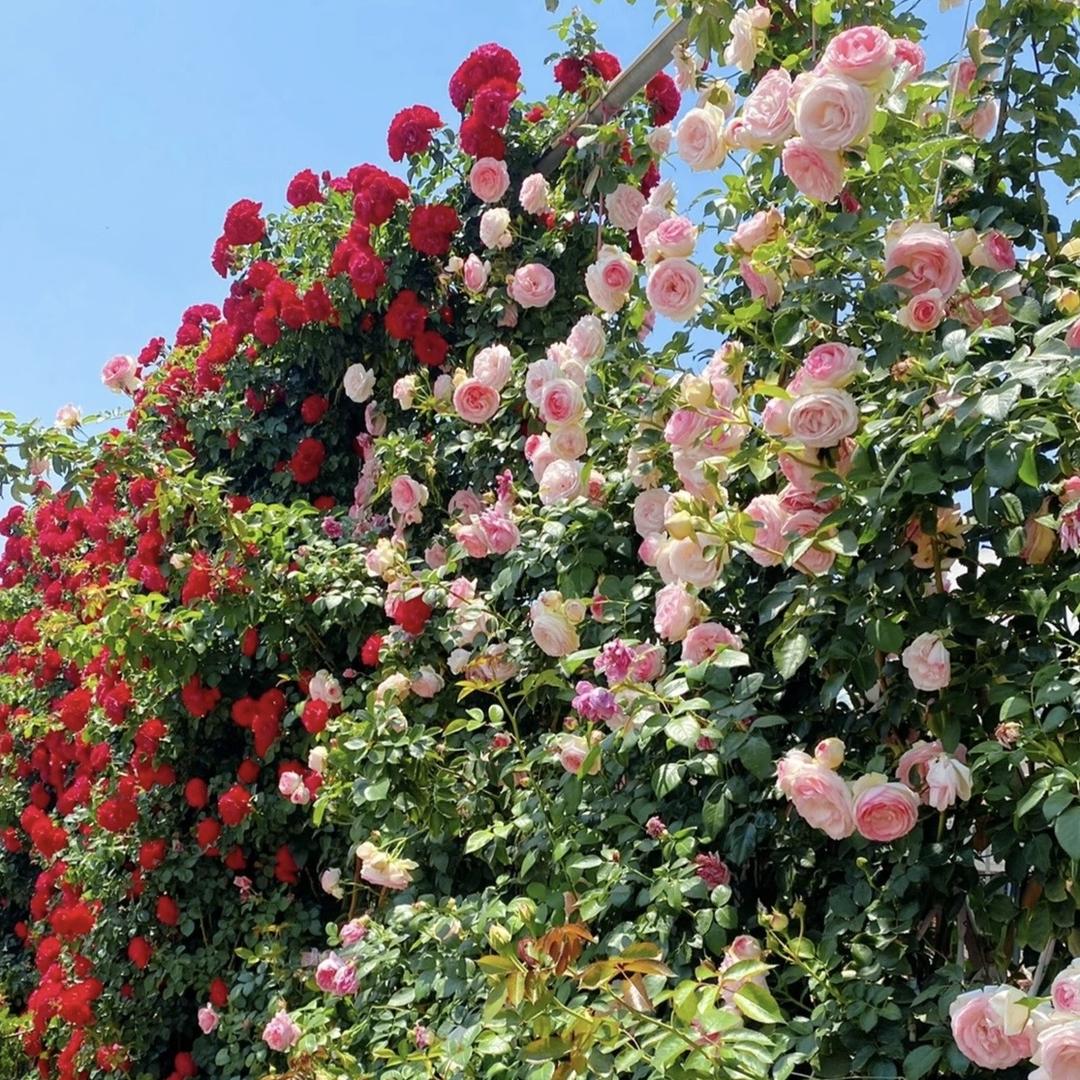 蓝雨爬藤蔷薇花苗