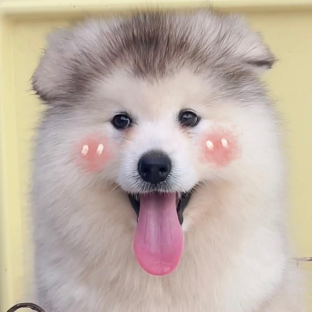 阿拉萌犬不撕家@抖音