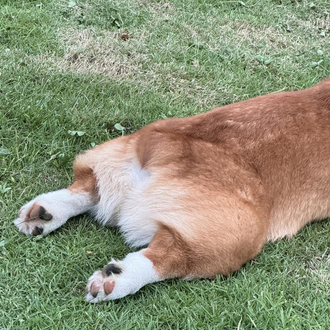 鲨猫