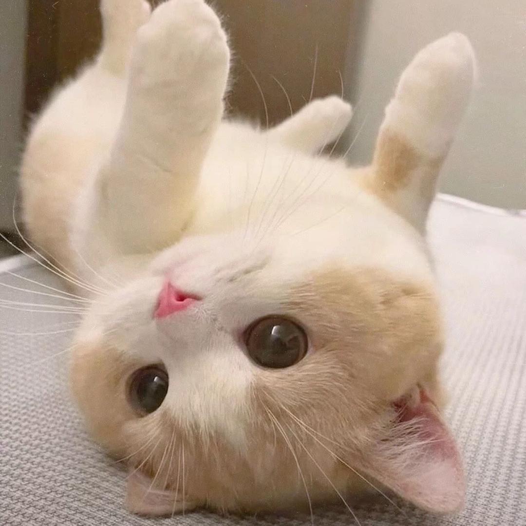 fi了