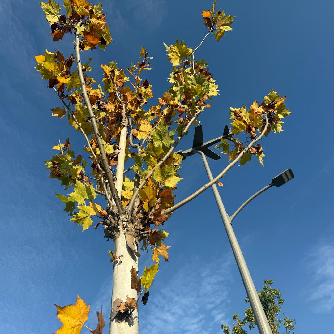 薛之谦的丑八怪