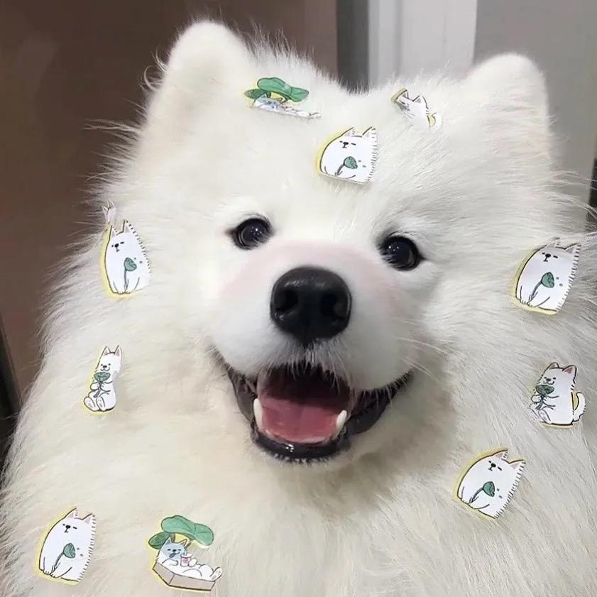 爱吃巧克力大福